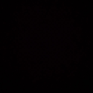 美国人与动物Xxxx
