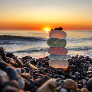 美国人与动物Xxxx
